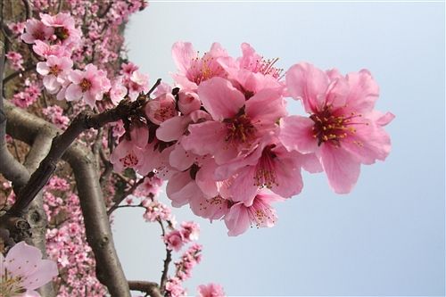 桃花族论坛最新网址，探索与交流的新天地