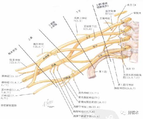 臂丛神经最新治疗方法的研究与应用进展