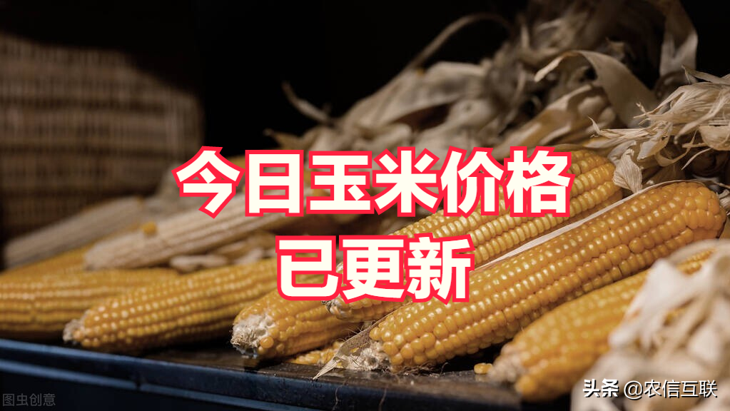 玉米最新价格行情解析