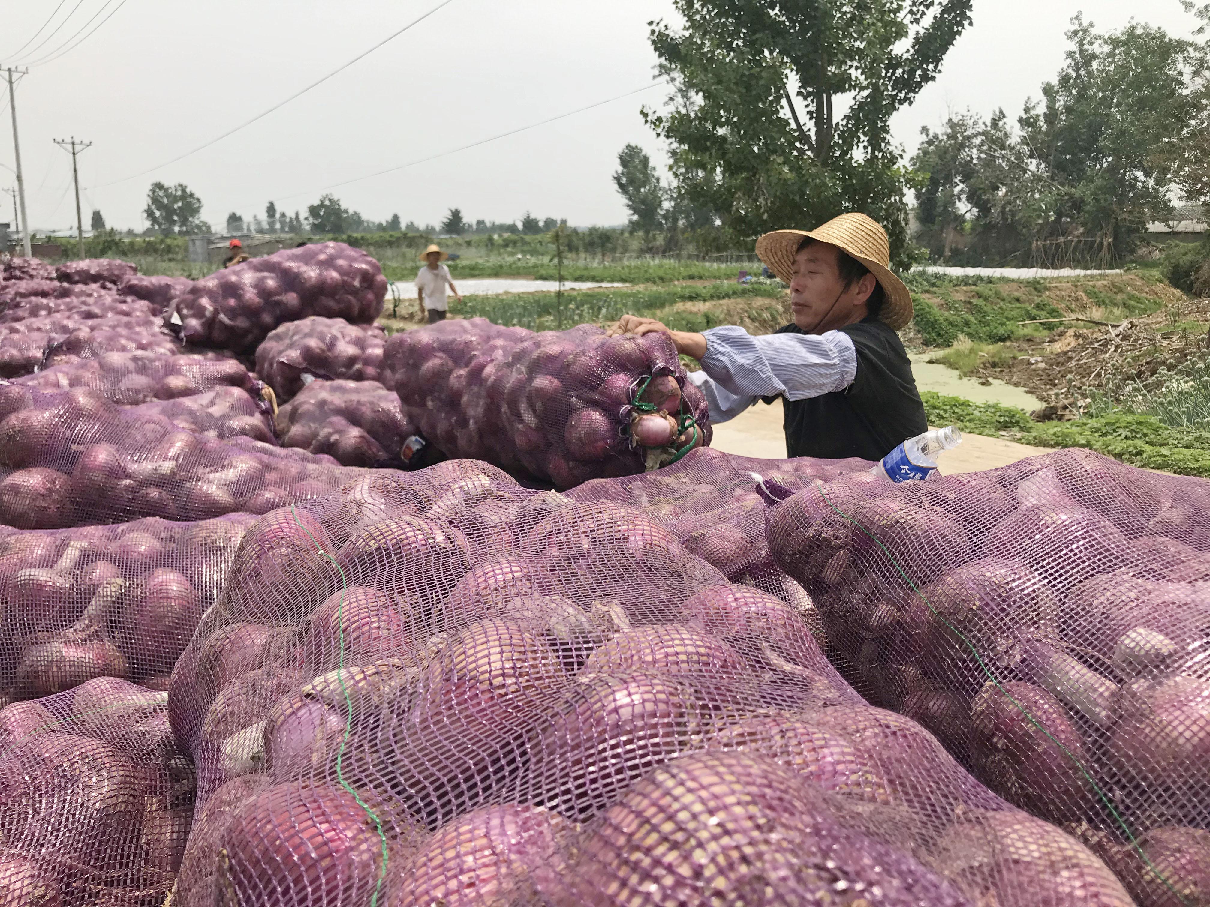 洋葱产地价格最新动态分析