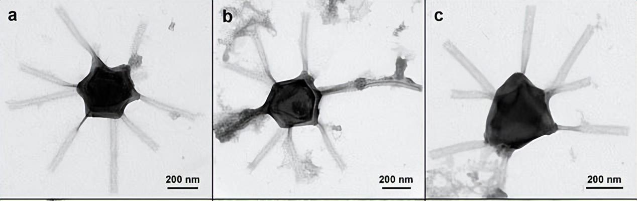 科学家揭示神秘物质未来之星的惊人发现