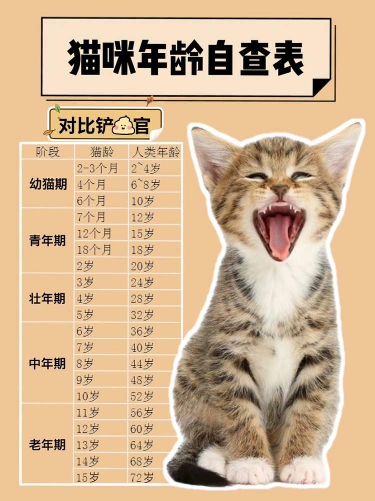 探索猫咪视频最新魅力，萌宠世界的无限吸引力