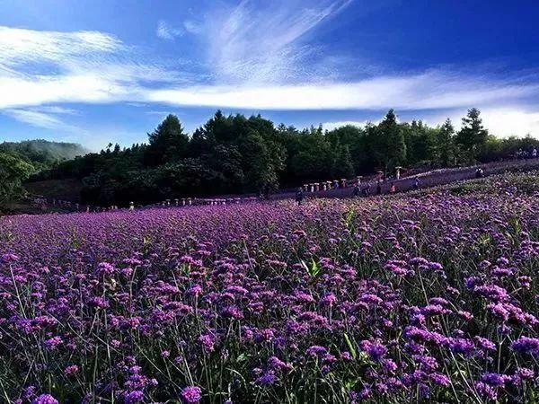 巴东县住房和城乡建设局最新发展规划概览